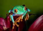 Red-eyed tree frog. Art Print